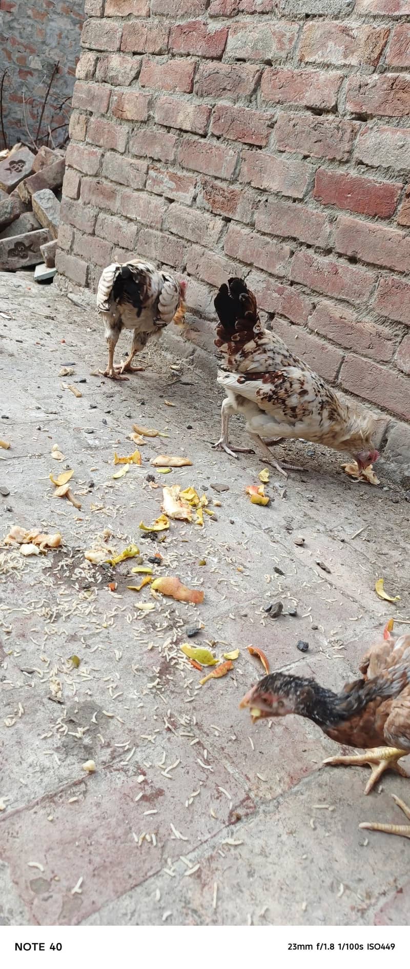 Desi Chicken 2