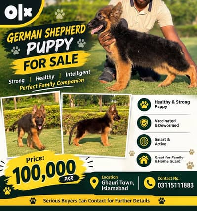 German Shepherd Puppy for Sale | Healthy & Active