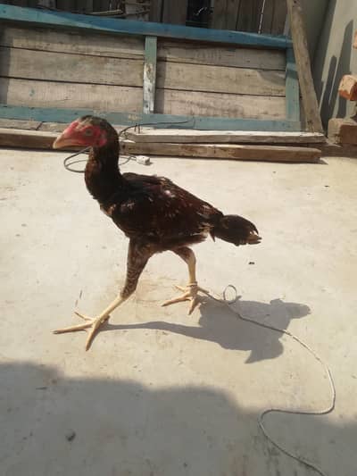 peela cheena aseal patha