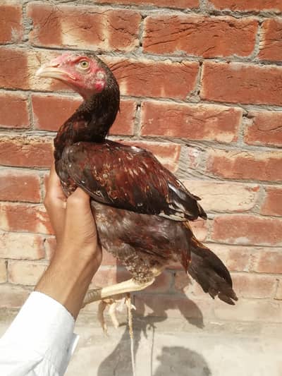 peela cheena aseal patha 03066626449