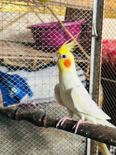 Cocktail Breeder Male  03114333791