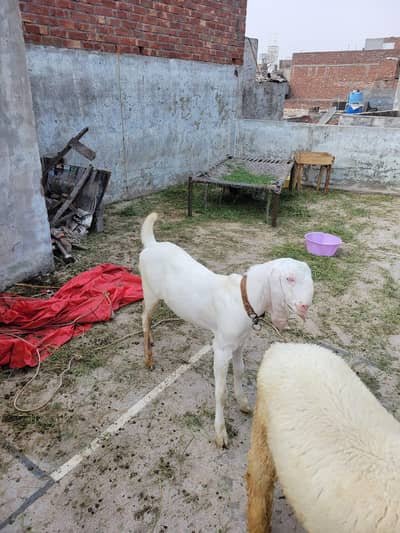 kanj hai Bakra 5 month  35kg