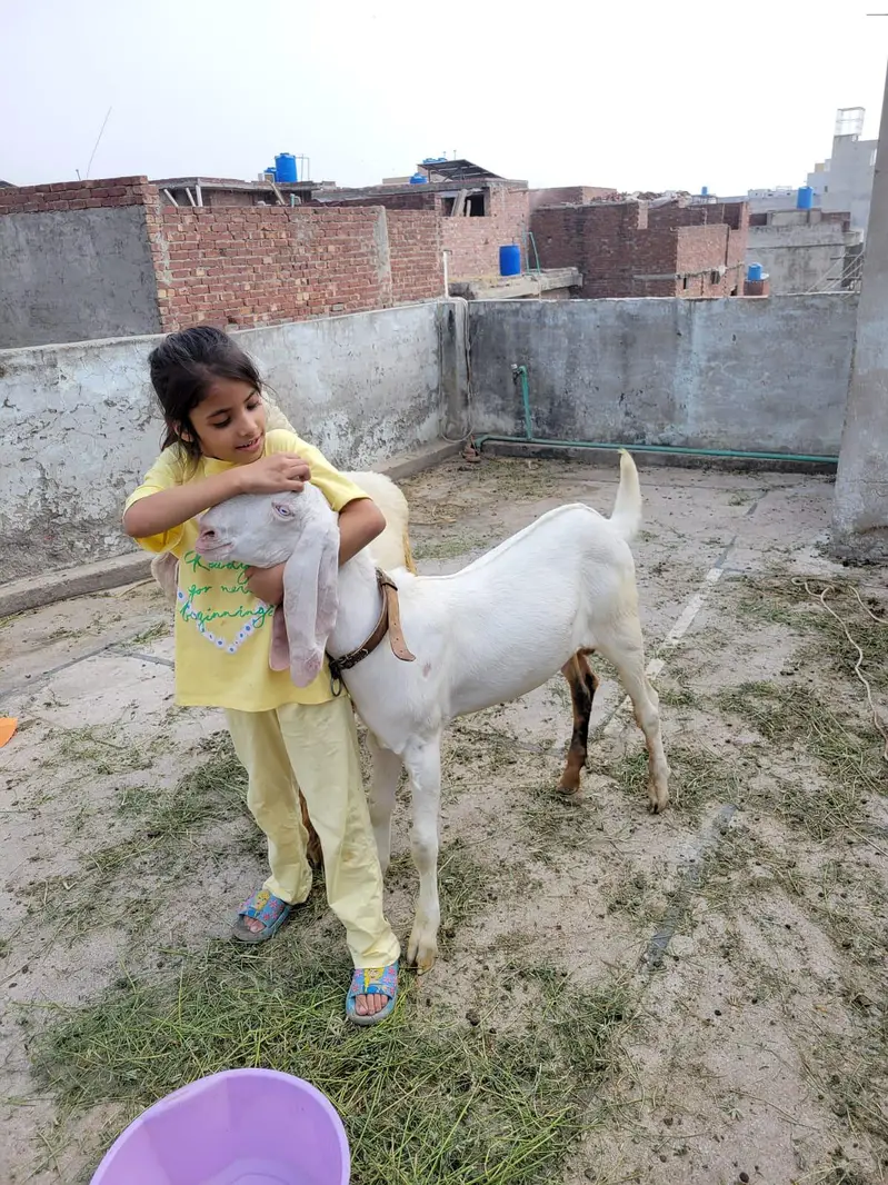 kanj hai Bakra 5 month  35kg — photo 2