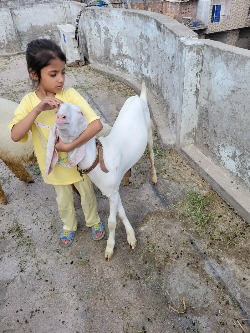 kanj hai Bakra 5 month  35kg — photo 3