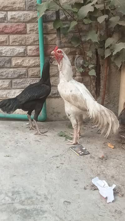 aseel murga Heera cross