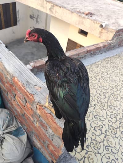 Pure Birds jis ko samaj ay wo hi contact kray