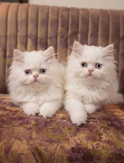Extra ordinary Show Quality Persian kittens available for sale