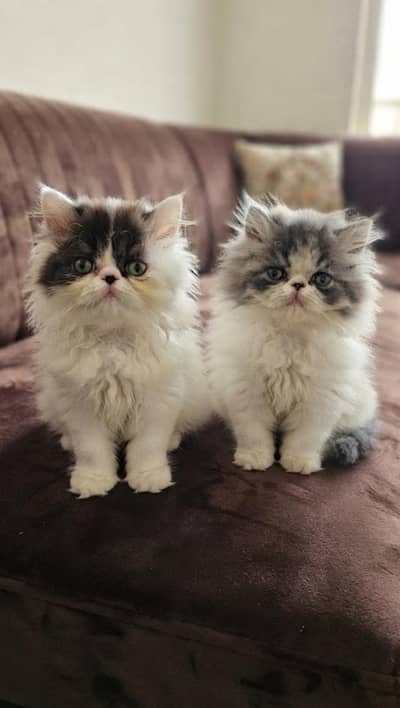 Persian kittens for sale only (Now Adult cats available on adoption)