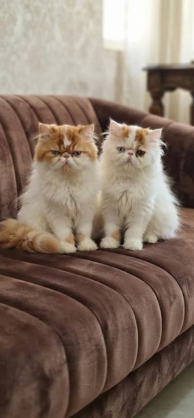 Persian kittens for sale only (Now Adult cats available on adoption)