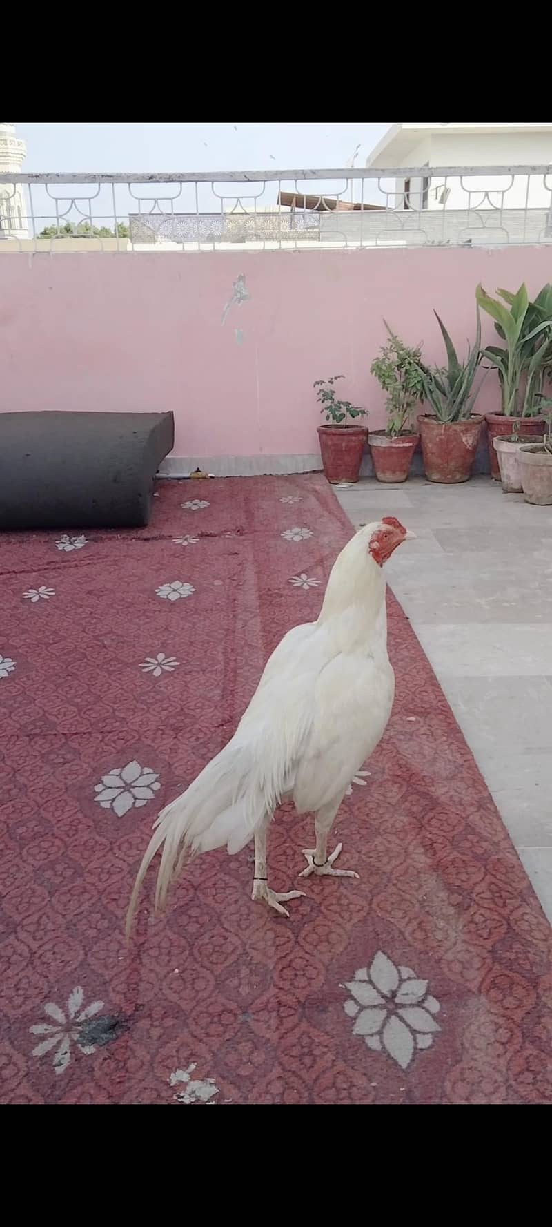 Heera murga 1