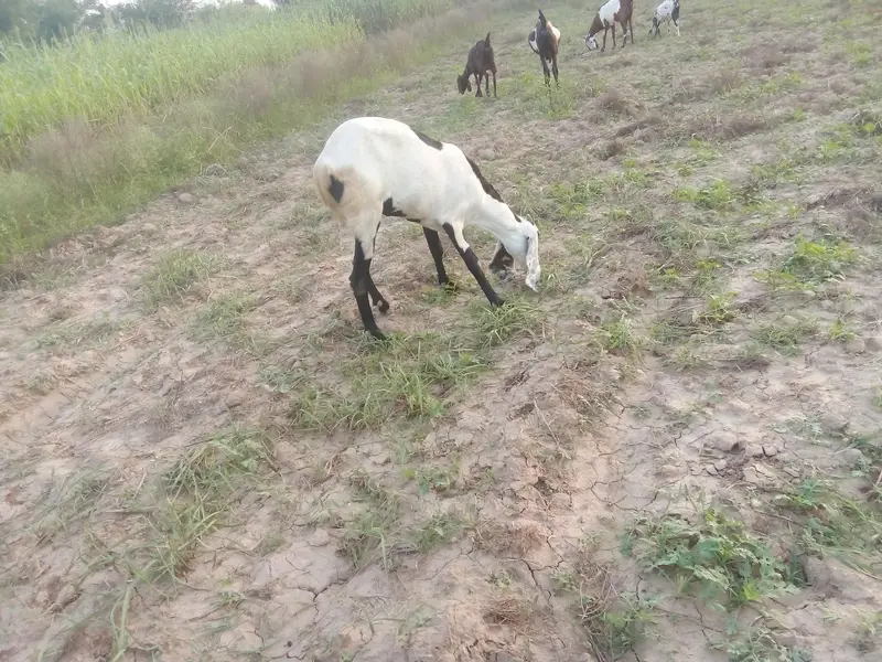 goat for sell 03094609689 — photo 2