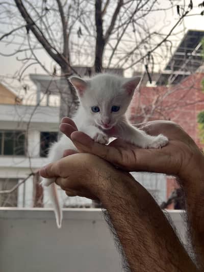 stray/mix breed kitten up for adoption