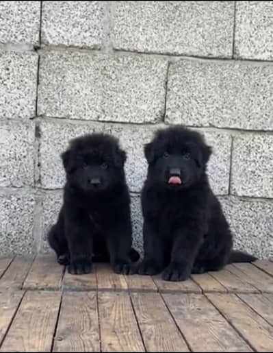 German Shepherd Puppy pair