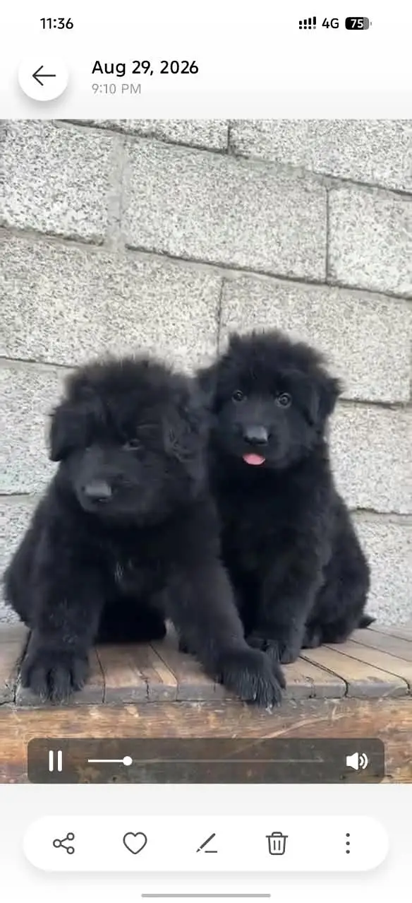 German Shepherd Puppy pair — photo 2