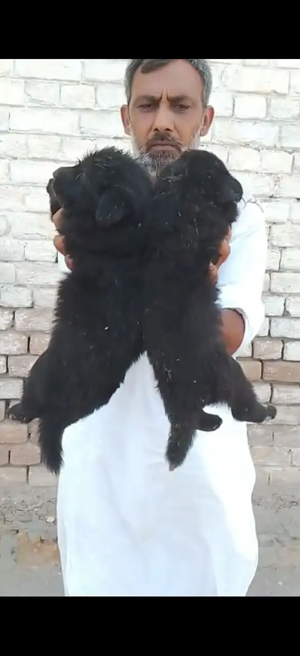 German Shepherd Puppy pair — photo 3