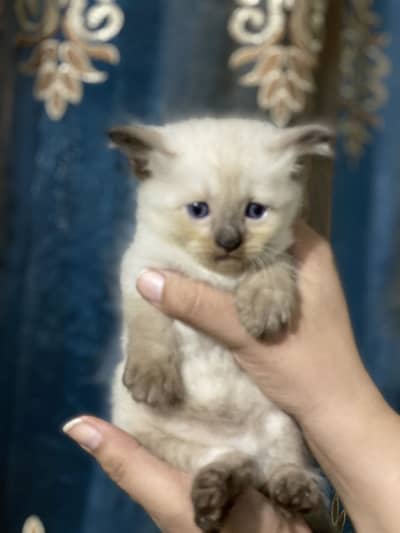 Kitten for sale