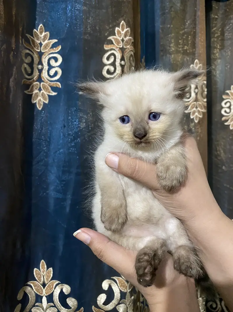 Kitten for sale — photo 2