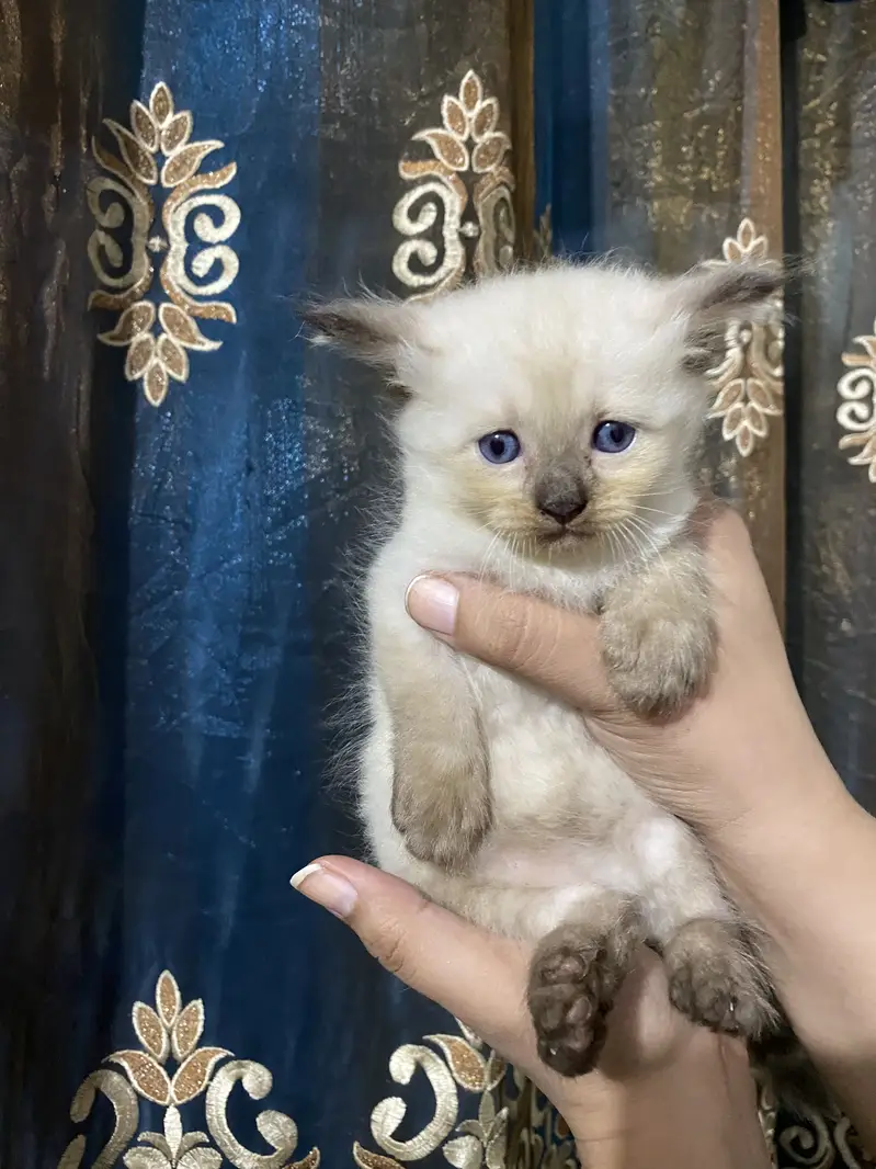 Kitten for sale — photo 3