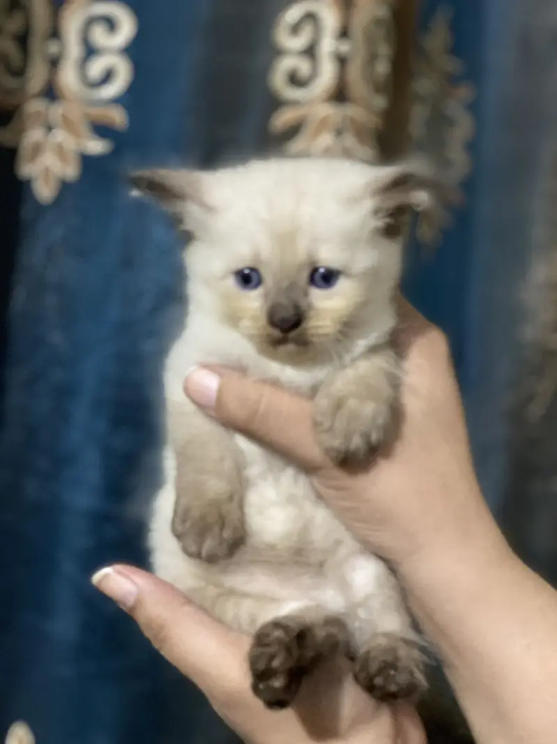 Kitten for sale — photo 4
