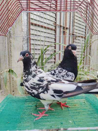 Dub Wala kamagar pair for sale