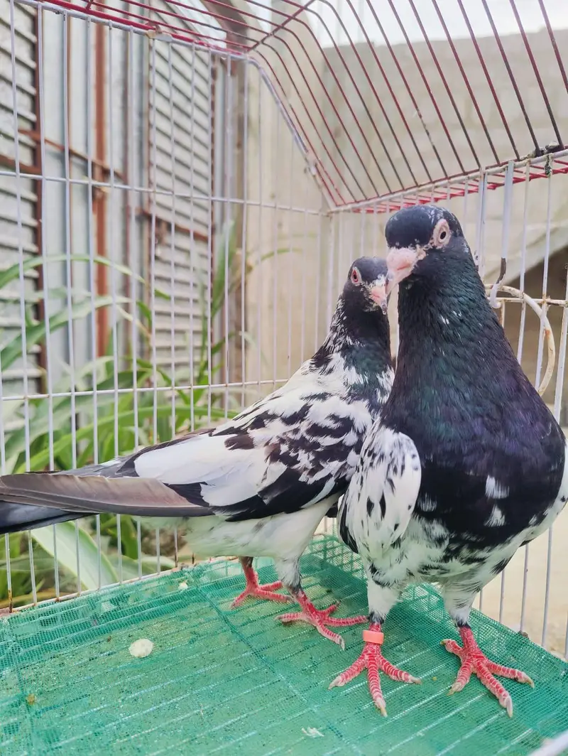 Dub Wala kamagar pair for sale — photo 2