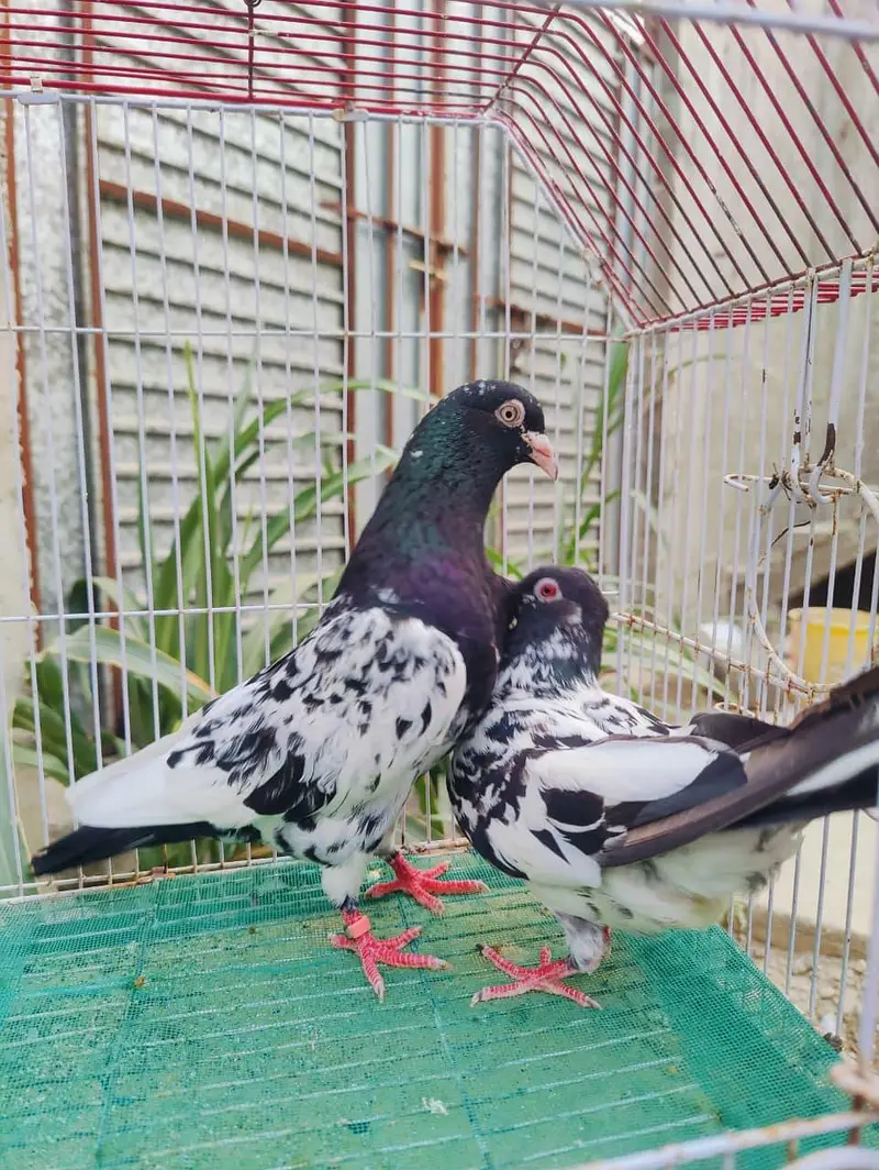 Dub Wala kamagar pair for sale — photo 3