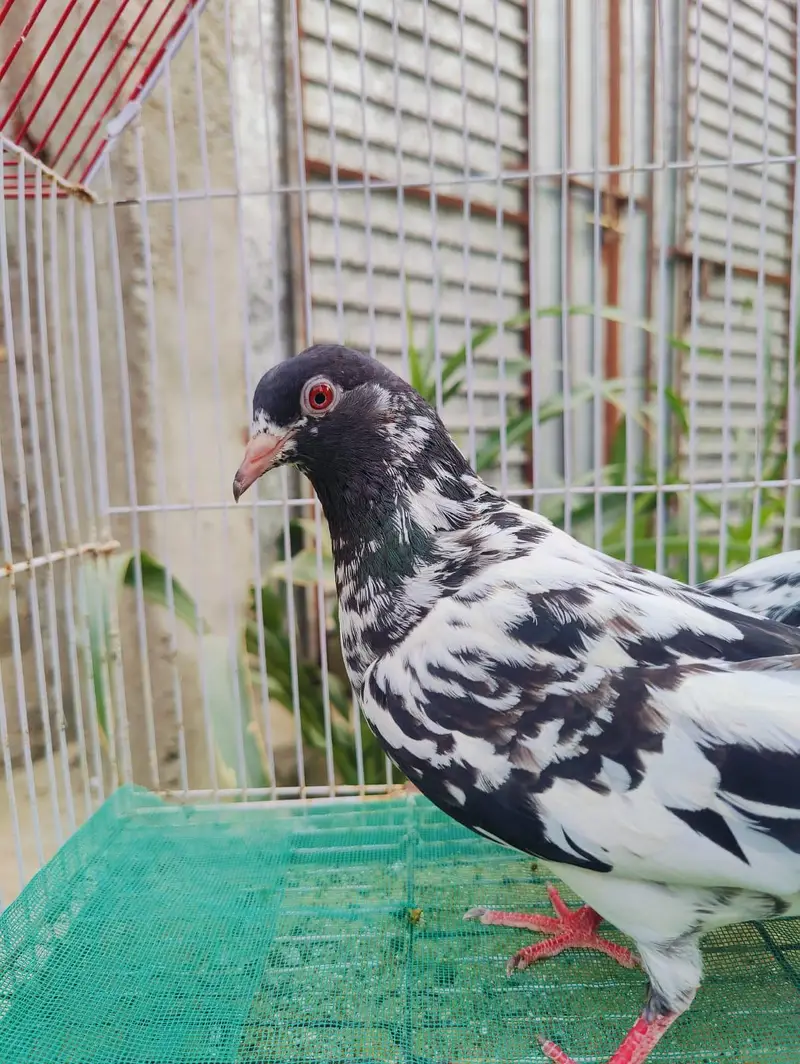 Dub Wala kamagar pair for sale — photo 4