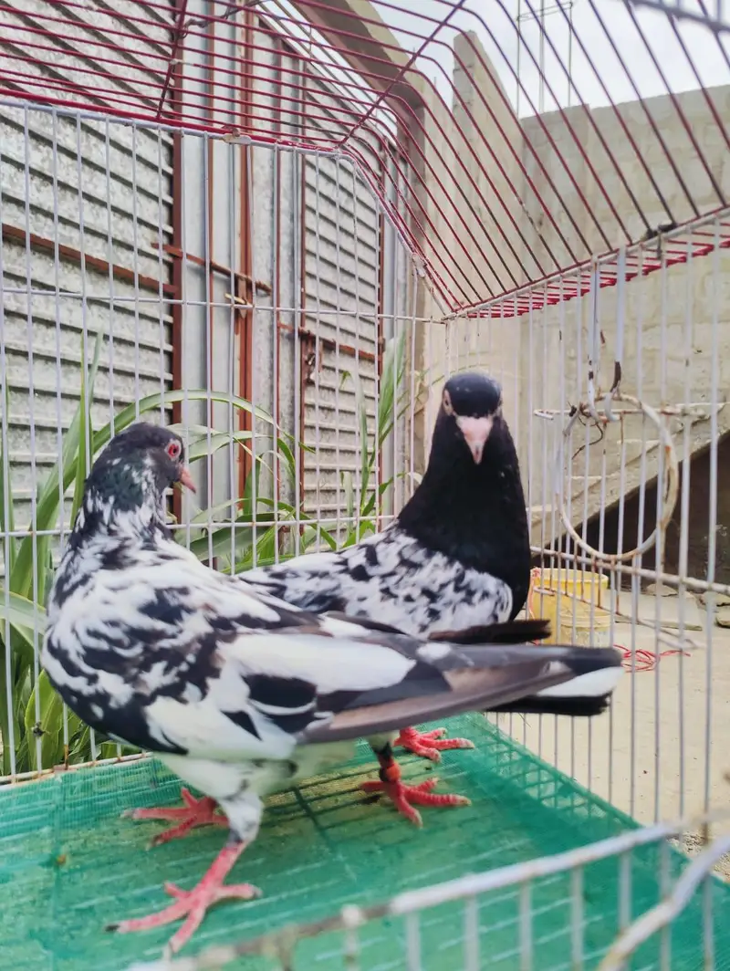 Dub Wala kamagar pair for sale — photo 5