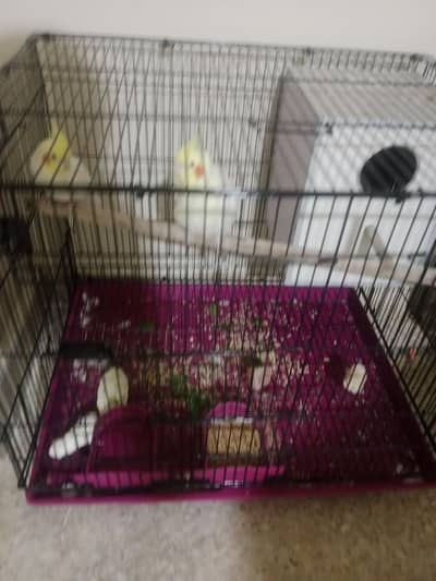 Common white beautiful breeder pair with box and cage