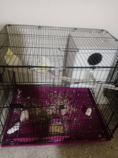 Common white beautiful breeder pair with box and cage