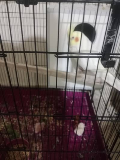 Alhamidillah Common white beautiful breeder pair with box and cage