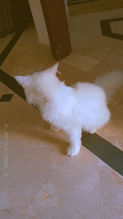 pure white Persian male cat 6 month