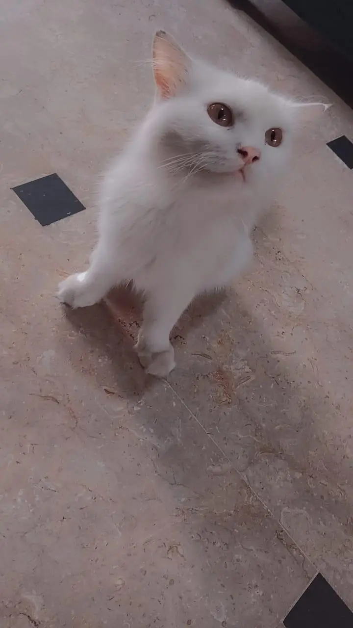 pure white Persian male cat 6 month — photo 2