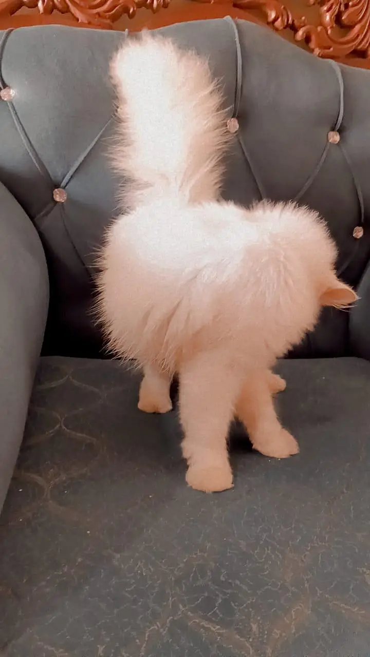 pure white Persian male cat 6 month — photo 3
