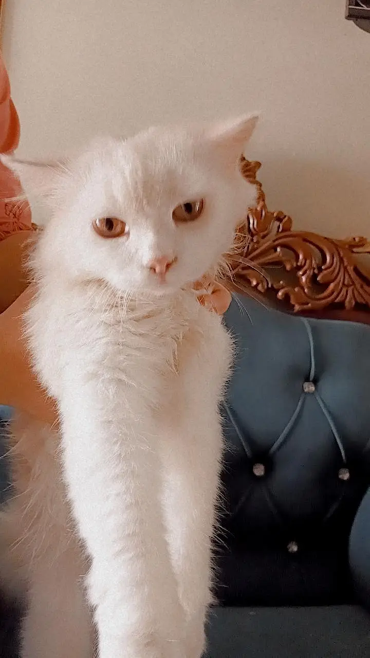 pure white Persian male cat 6 month — photo 4
