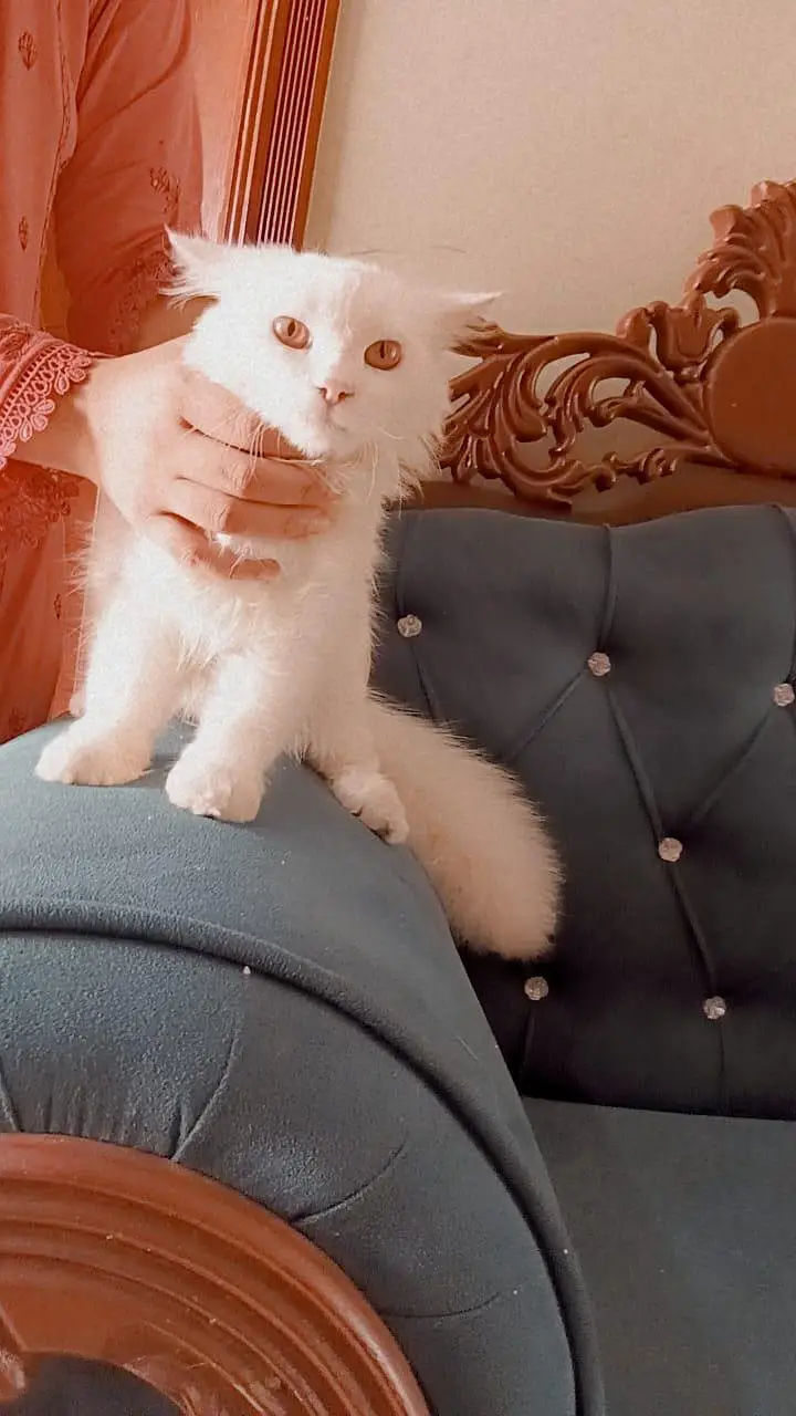 pure white Persian male cat 6 month — photo 5