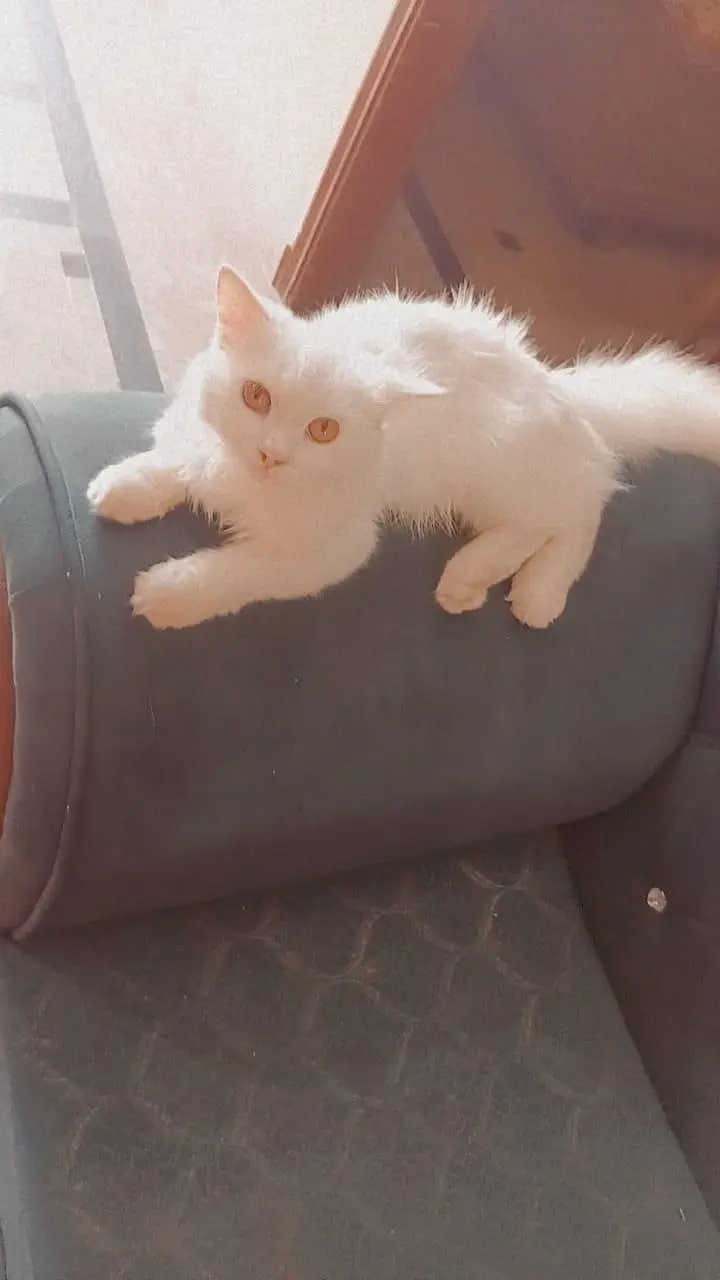 pure white Persian male cat 6 month — photo 6