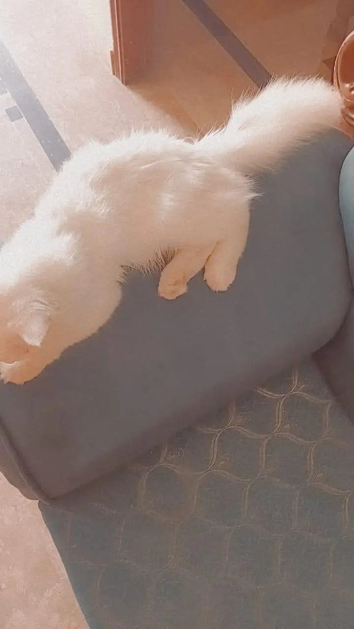 pure white Persian male cat 6 month — photo 7