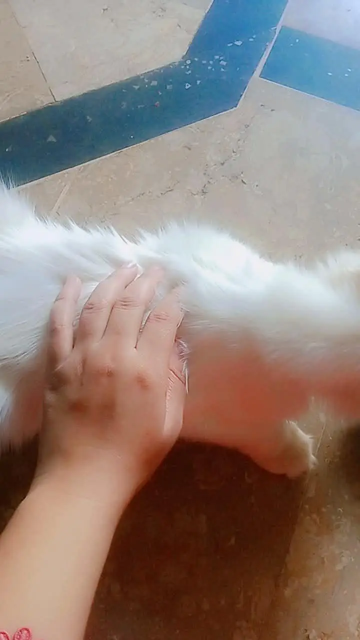 pure white Persian male cat 6 month — photo 8