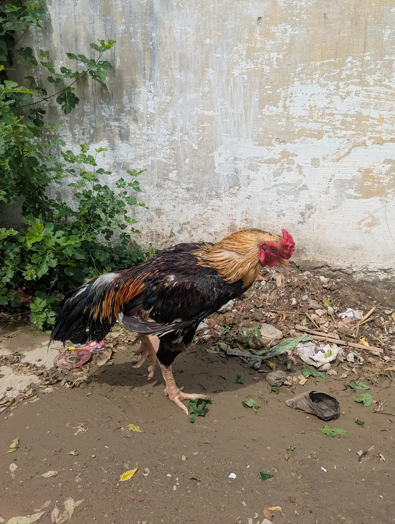 mianwali Aseel mehndia Jawa — photo 5