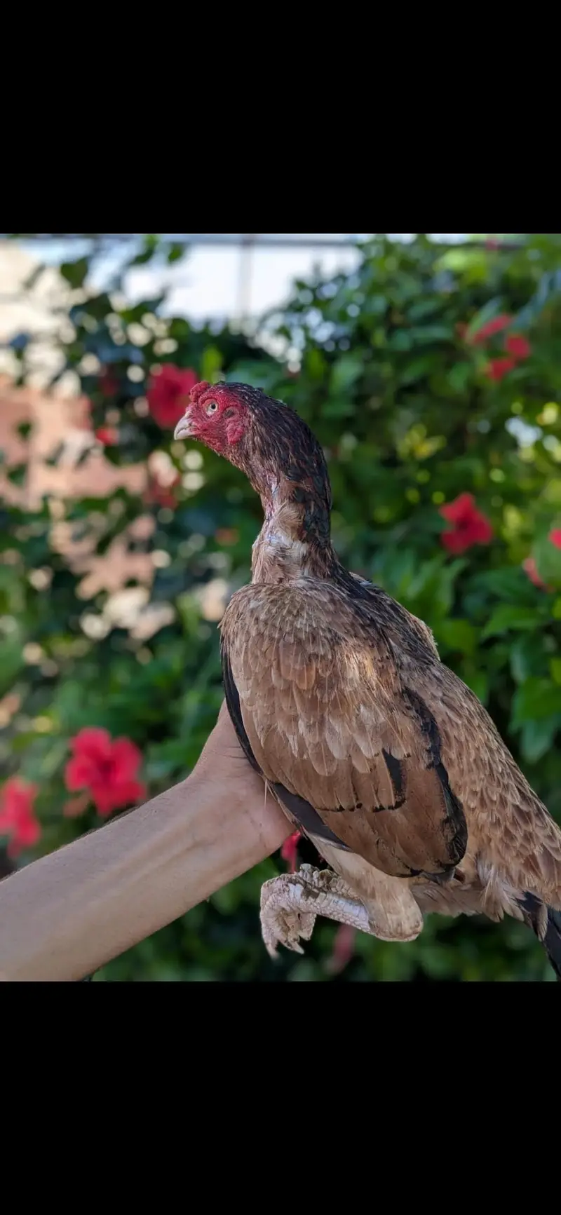 Quality Aseel hen — photo 2