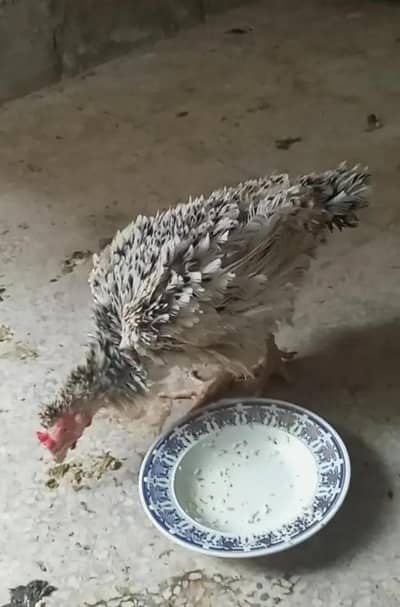 Frizle egg laying hen