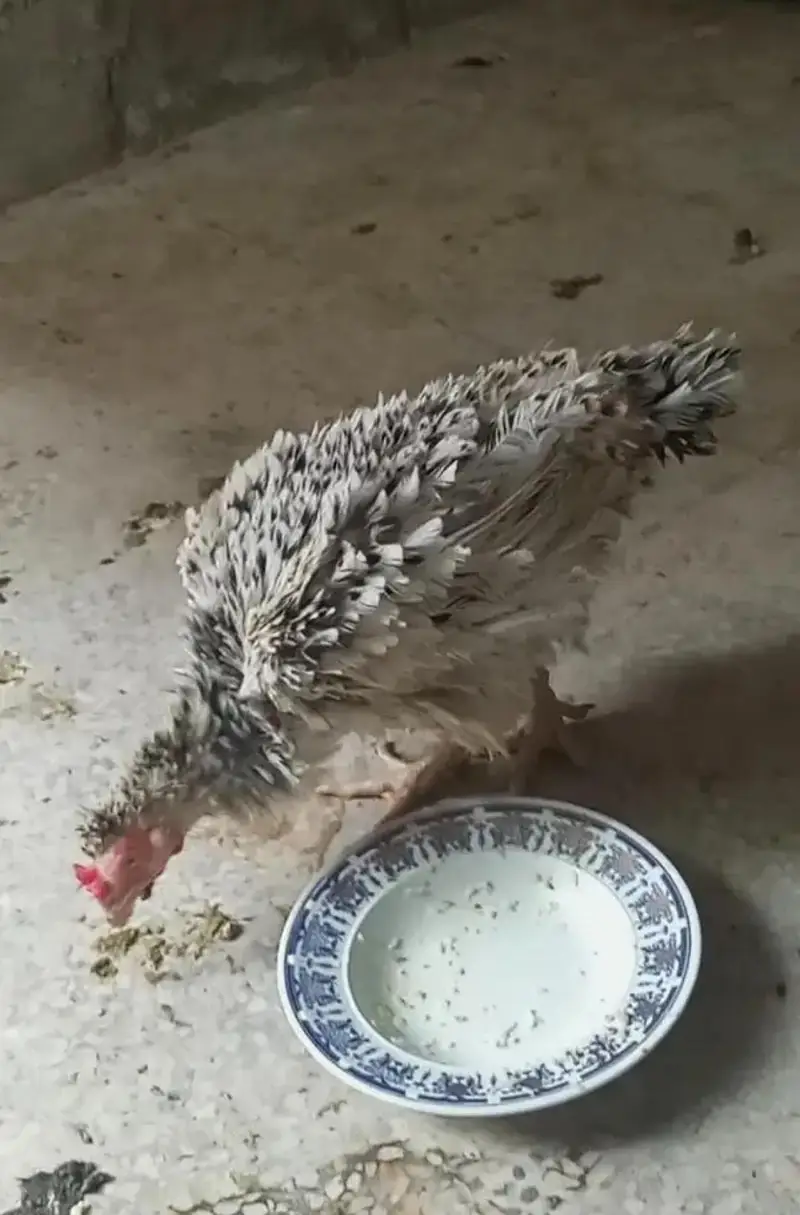 Quality Aseel hen — photo 3