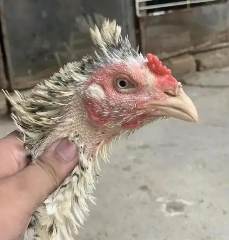 Quality Aseel hen — photo 4