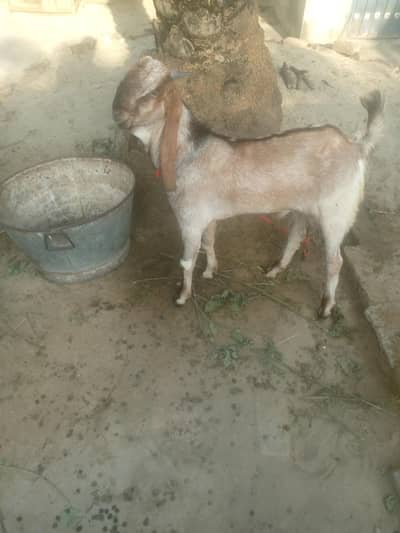 Bakra nasli bital