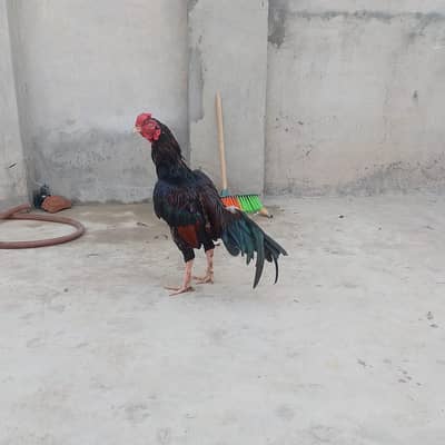 bahut achcha murga Ghar ki bheed mein se