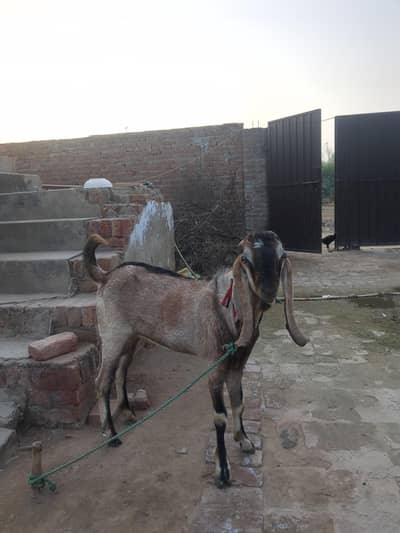 Male goat