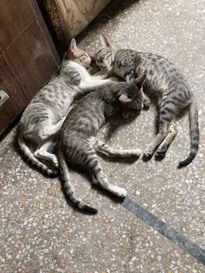Stray Cat