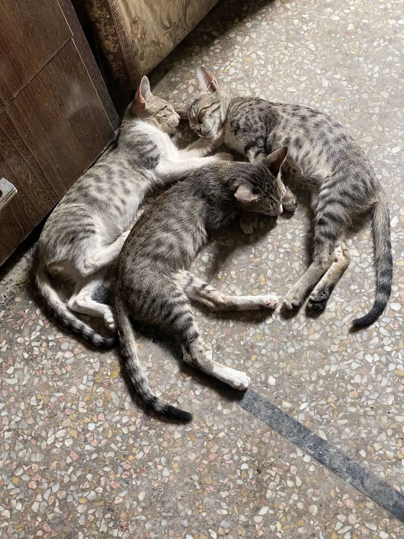 Stray Cat 0