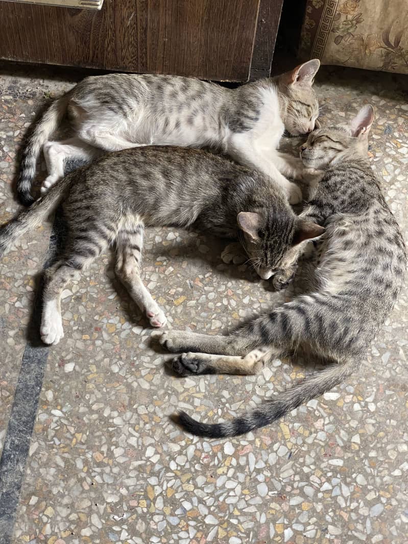 Stray Cat 2